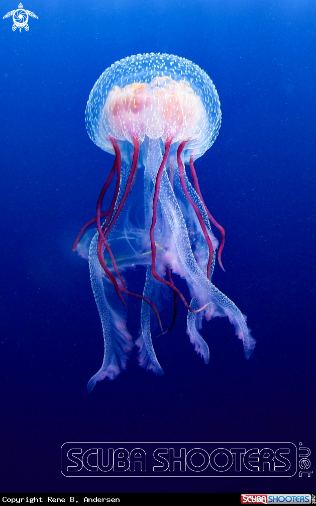 A Jellyfish