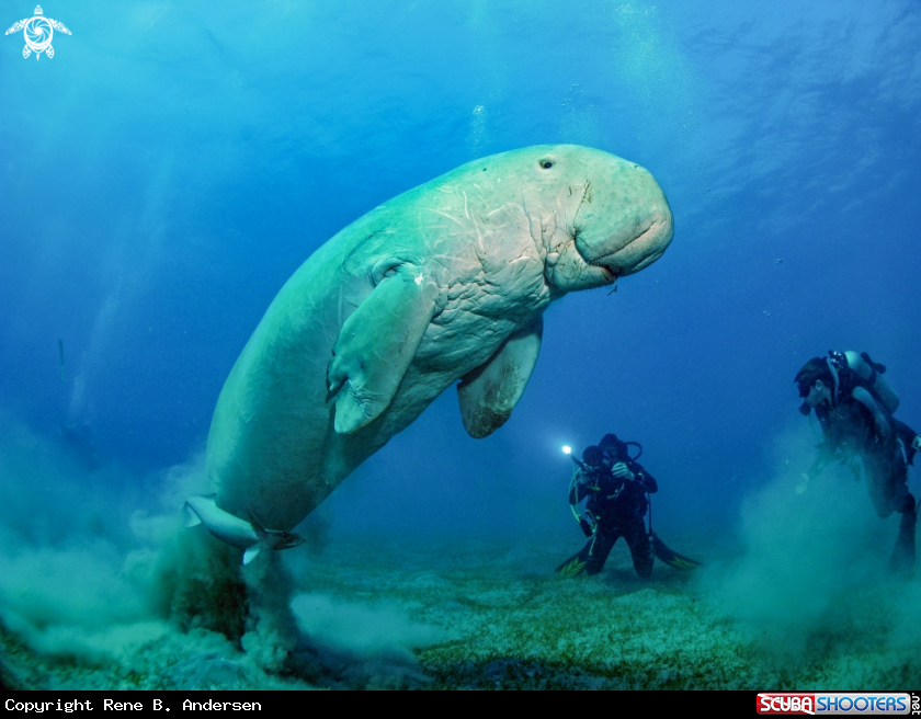 A sea cow