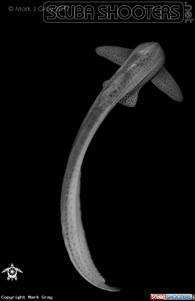 A Leopard Shark
