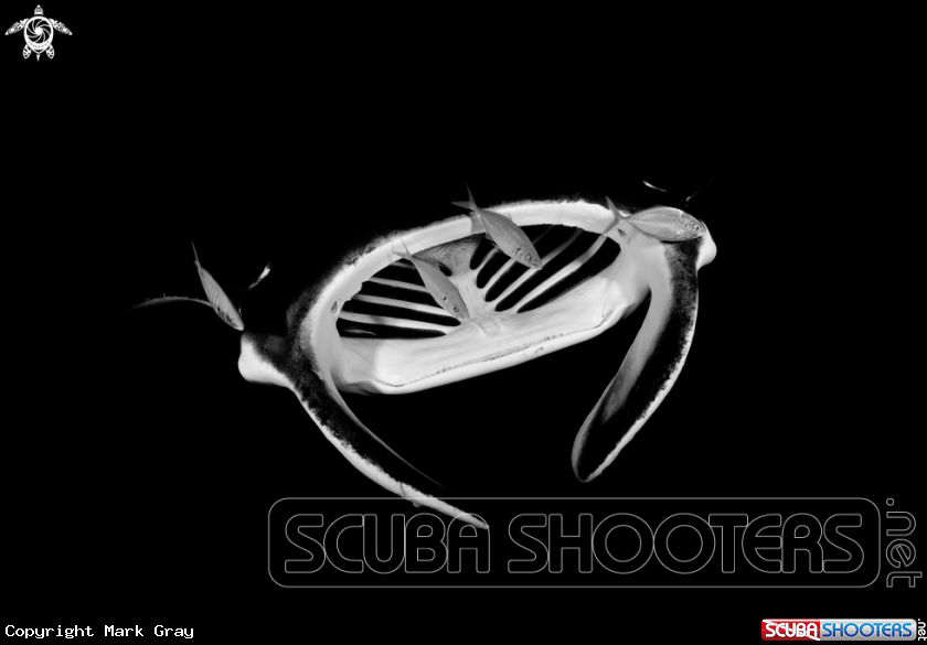 A Manta Ray