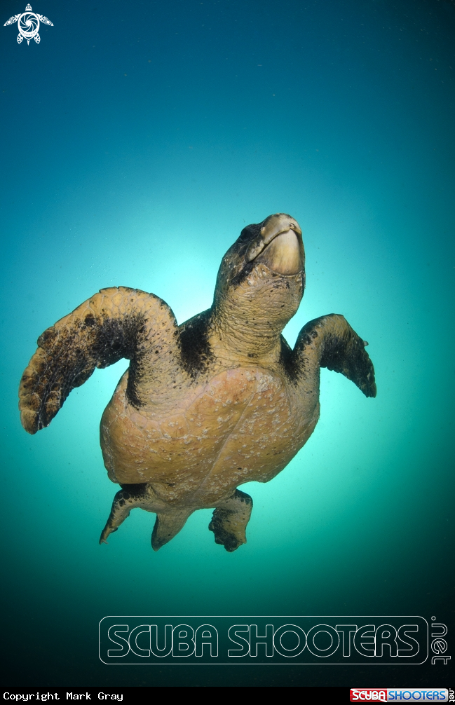 A Loggerhead Turtle