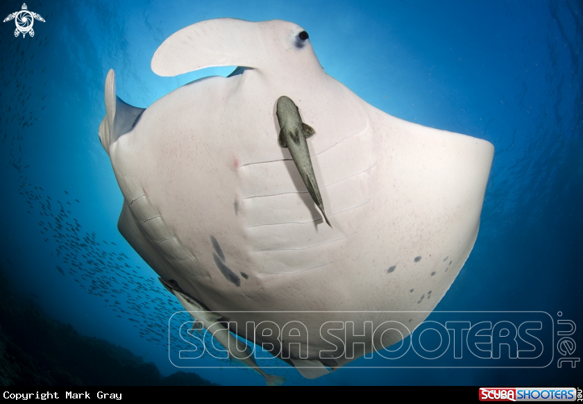 A Manta Ray