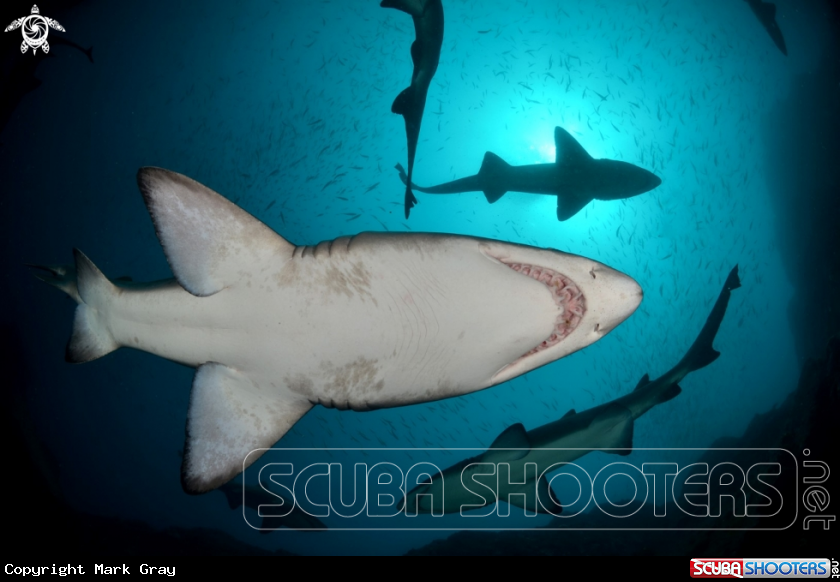 A Grey Nurse Shark