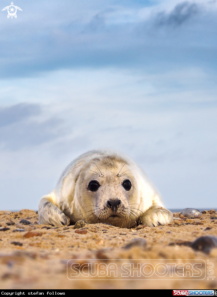 A Grey Seal (pup)
