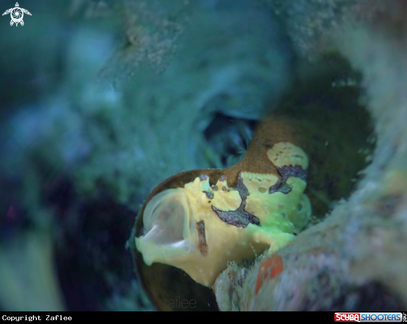 A Painted Frogfish