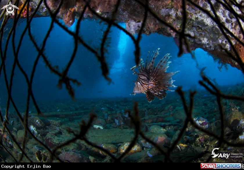 A Lionfish