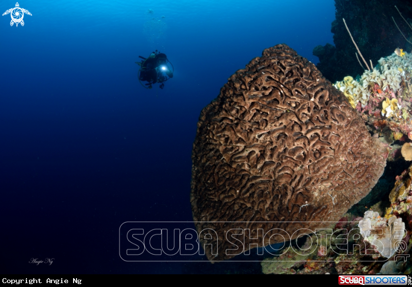 A Sponges coral