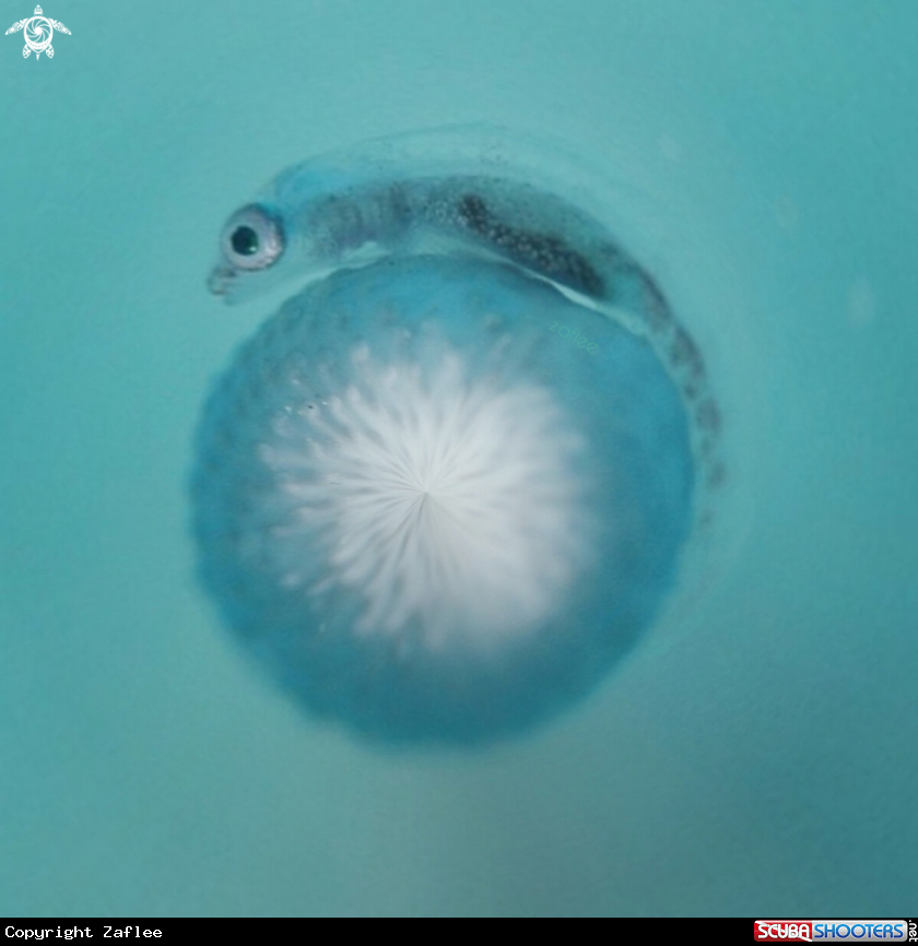 A Whip Coral Goby