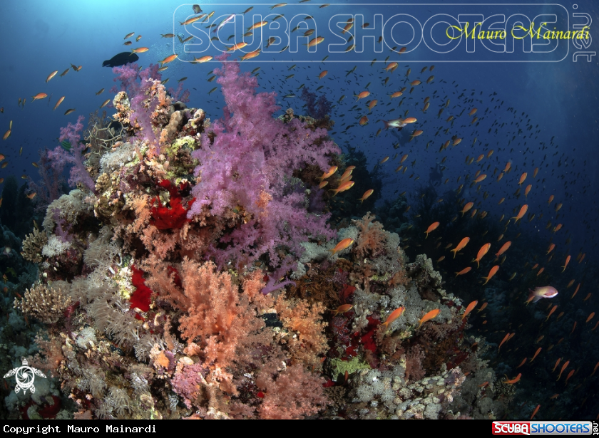 A Soft corals