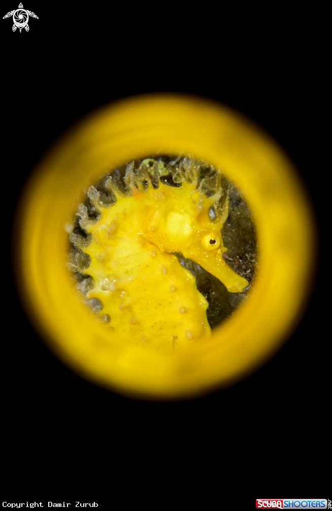 A Yellow Submarine