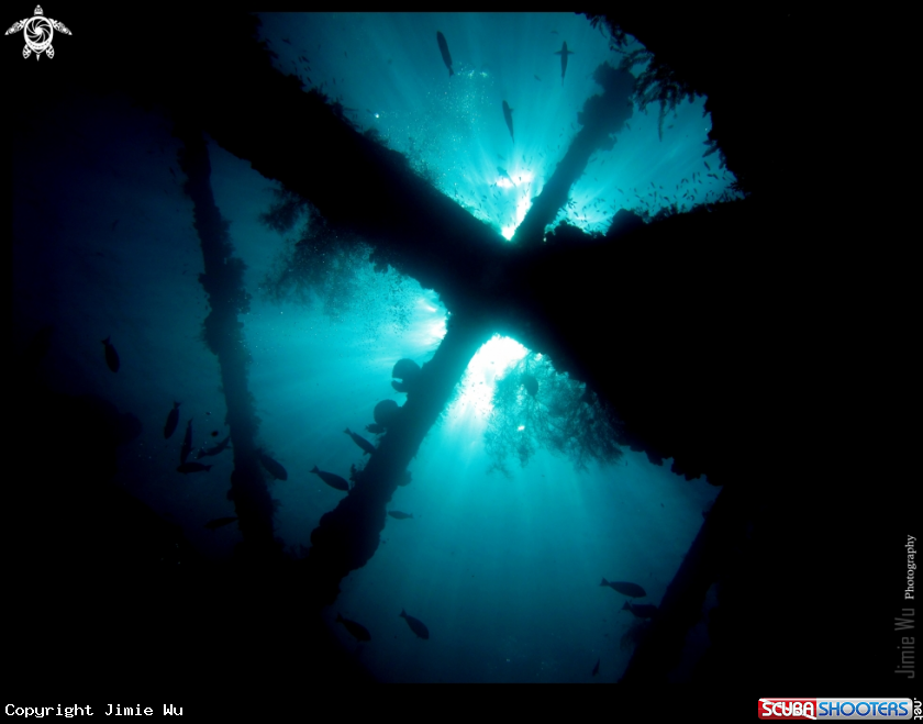 A underwater creature