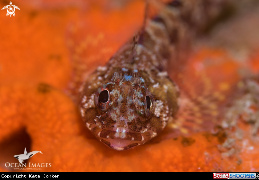 A Cape Triplefin