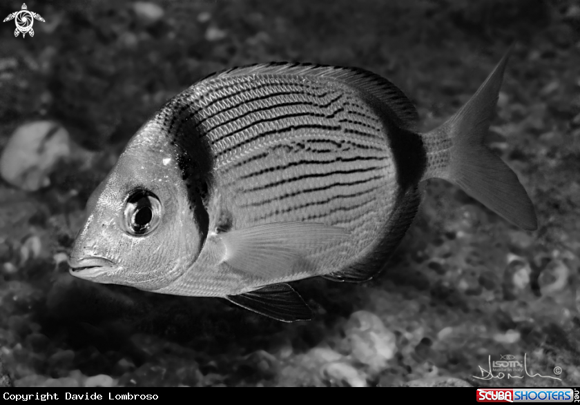 A Diplodus