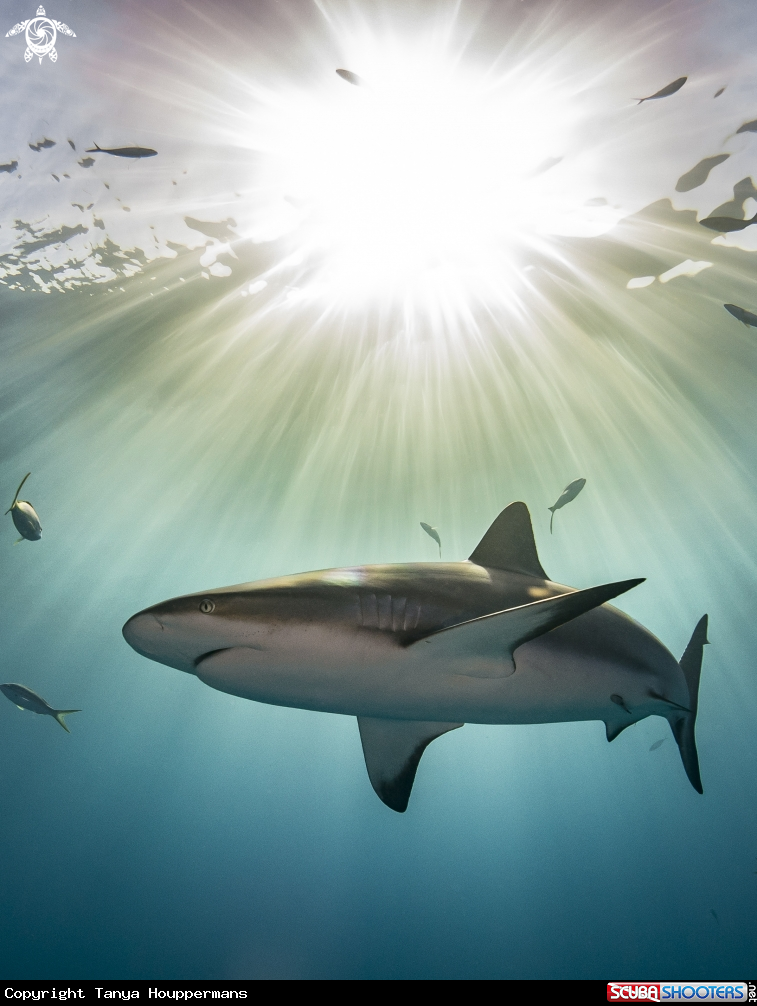 A Caribbean Reef Shark