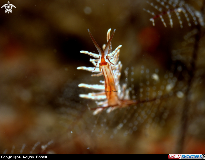 A Eubranchus