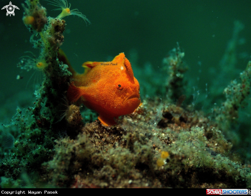A Frog Fish