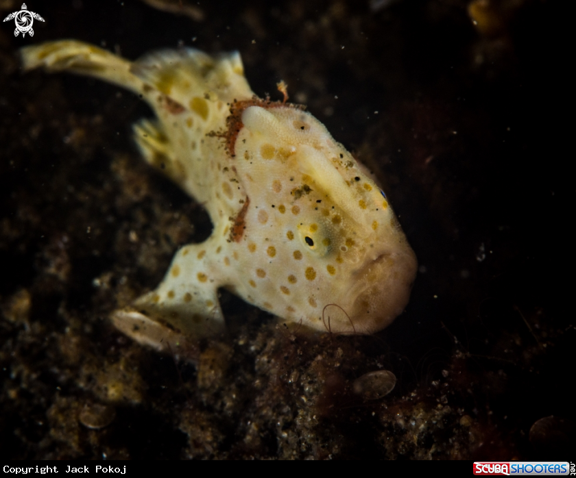 A Painted frogfish