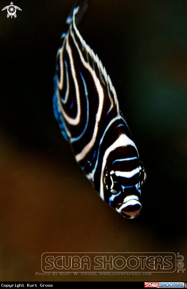 A Emperor Angelfish