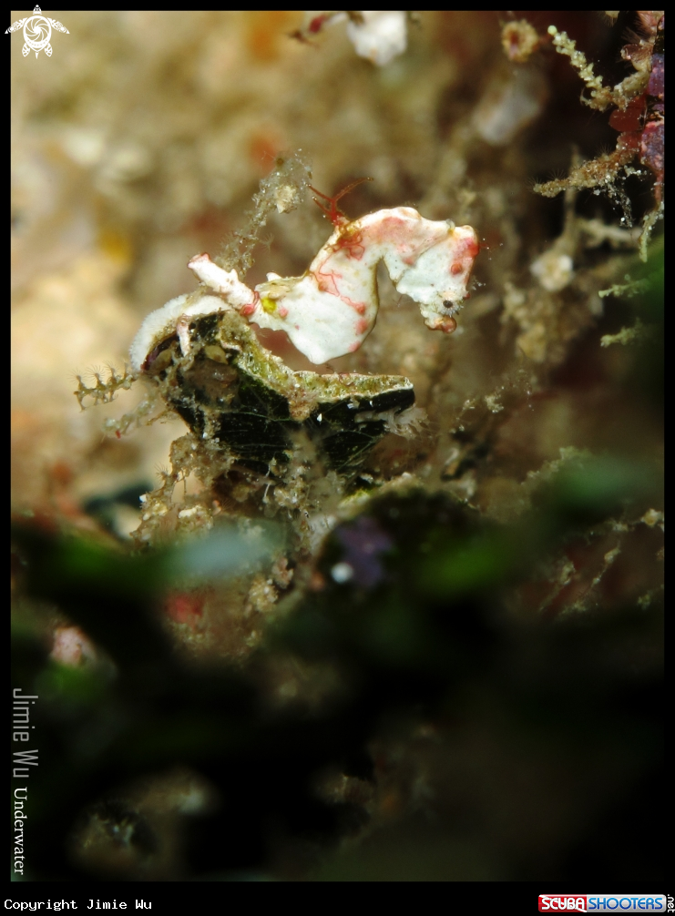 A underwater creature