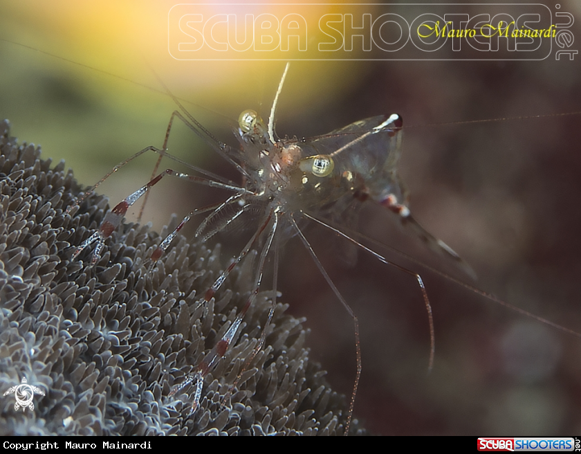 A Shrimp