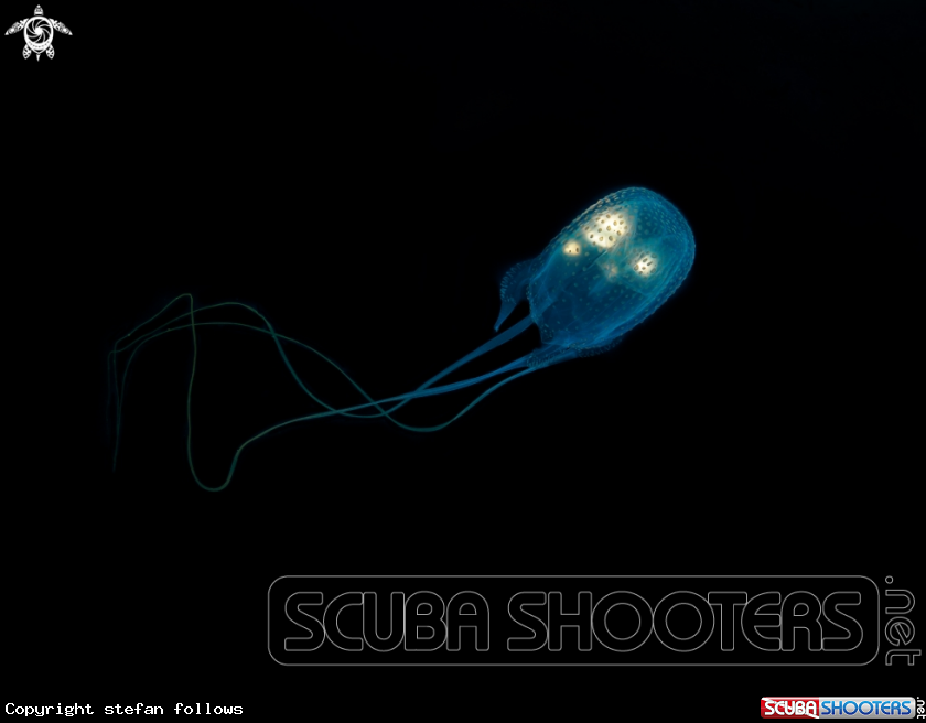 A Box Jellyfish