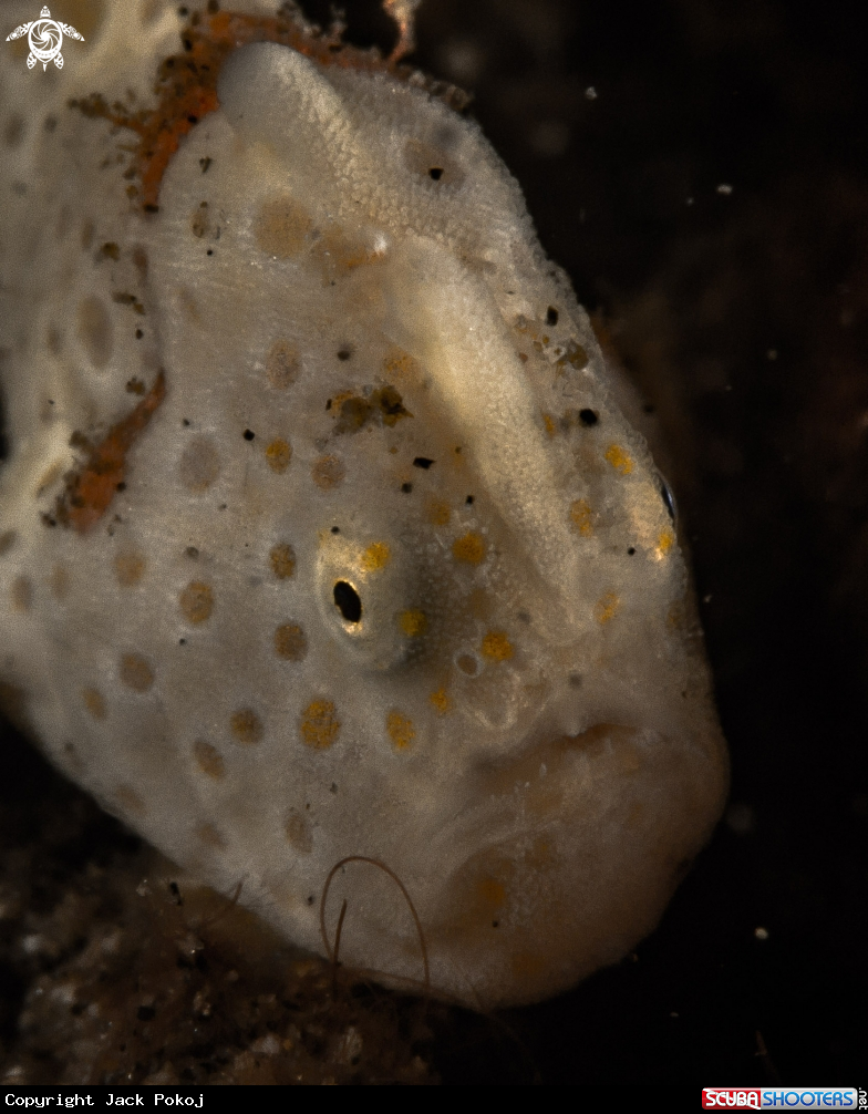 A Painted frogfish