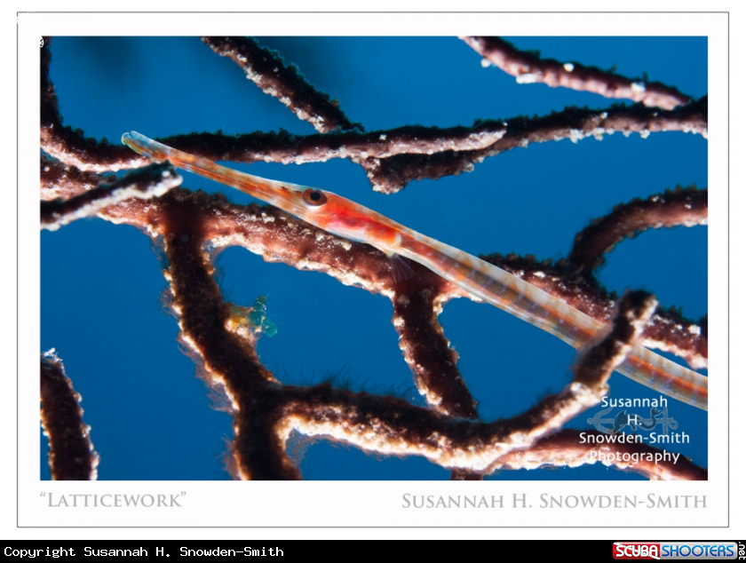 A Juvenile Trumpetfish