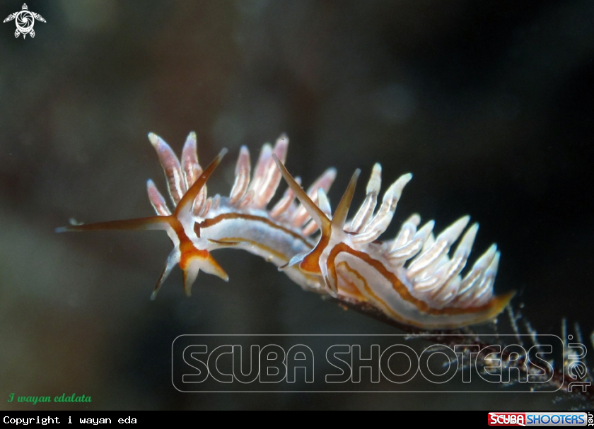 A Eubranchus sp