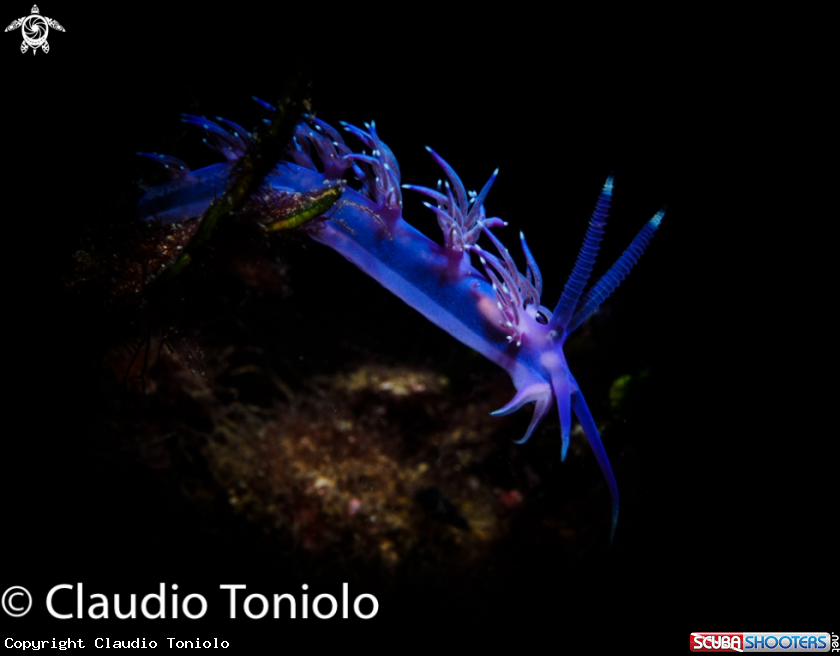 A Flabellina Affinis