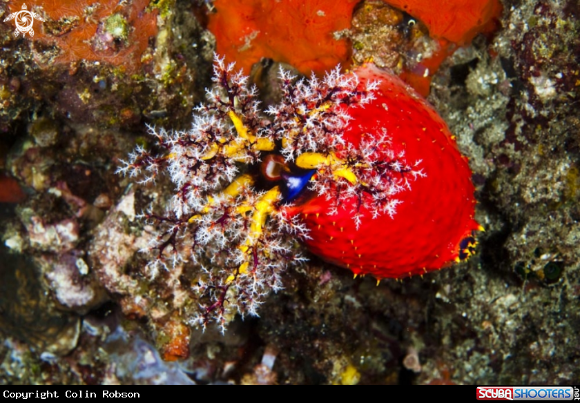 A underwater creature