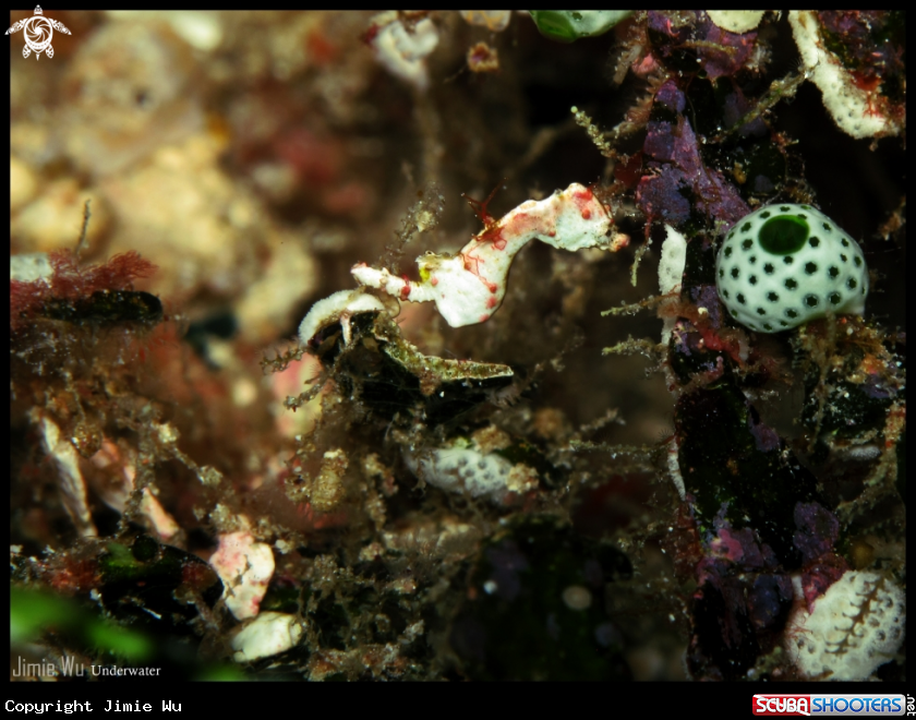 A White Pygmy Seahorse