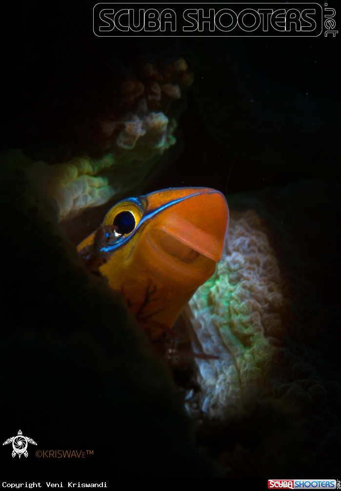 A Blenny