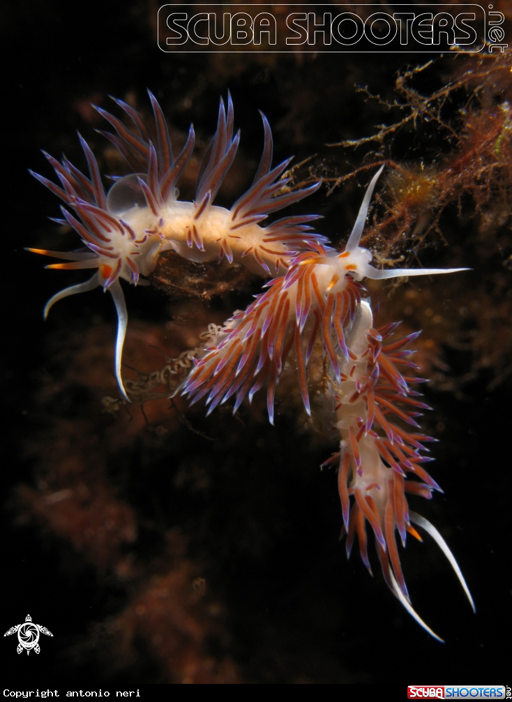 A Cratena