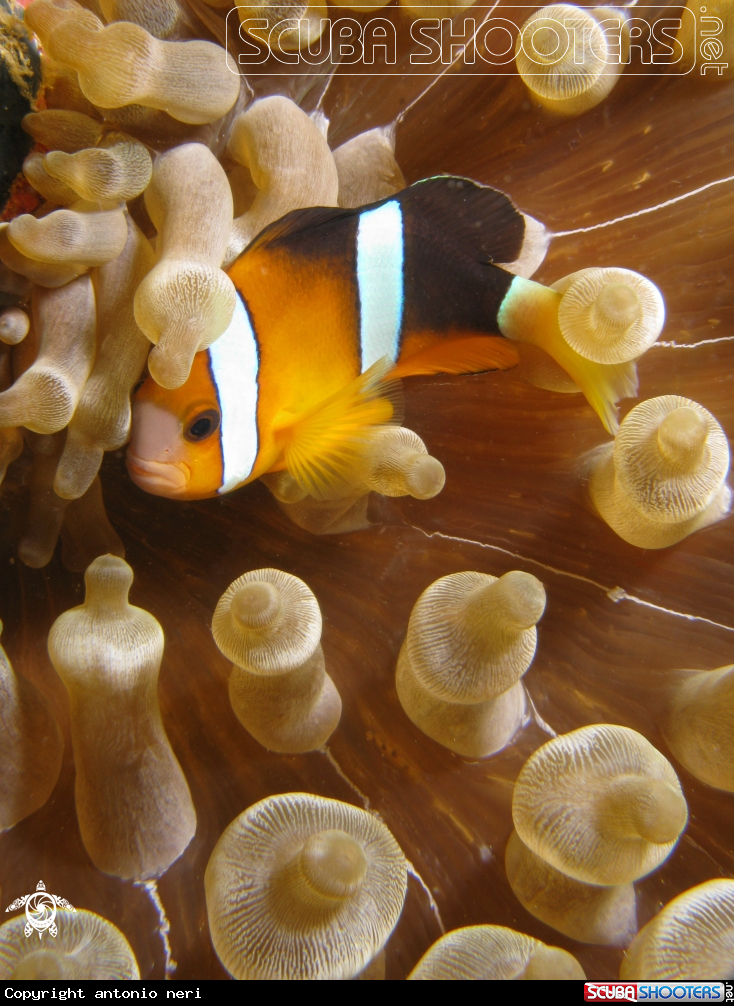 A Clownfish