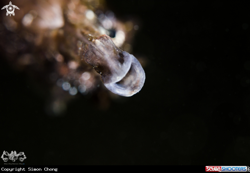 A Seahorse