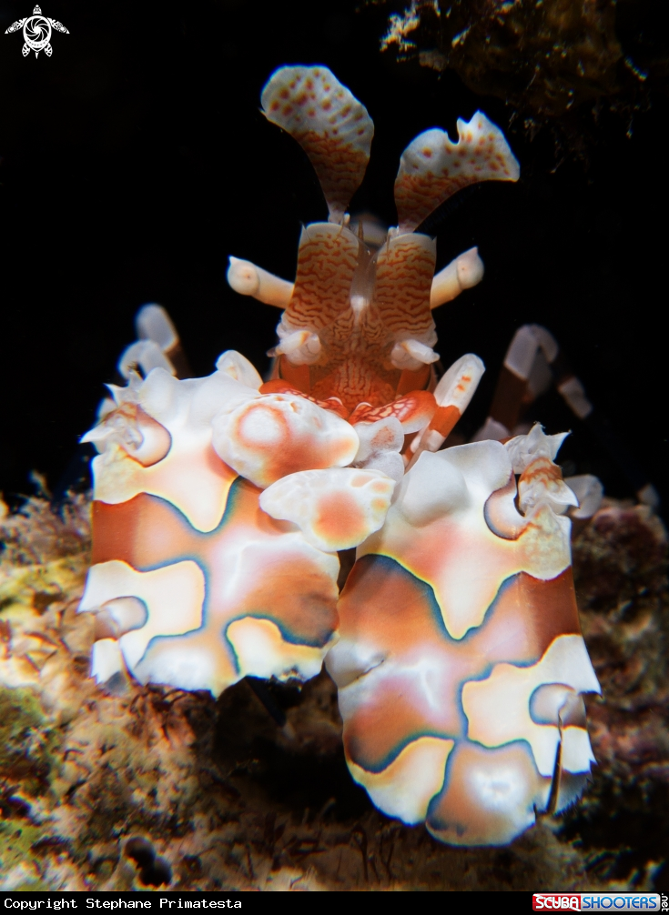 A underwater creature