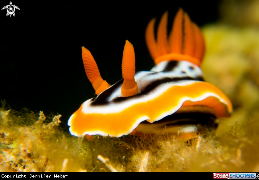 A Nudibranch