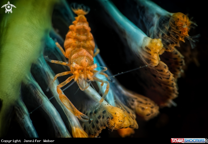 A Shrimp