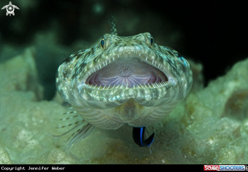 A Lizardfish