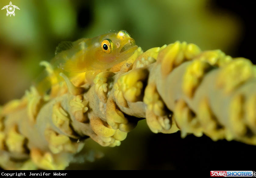 A Goby
