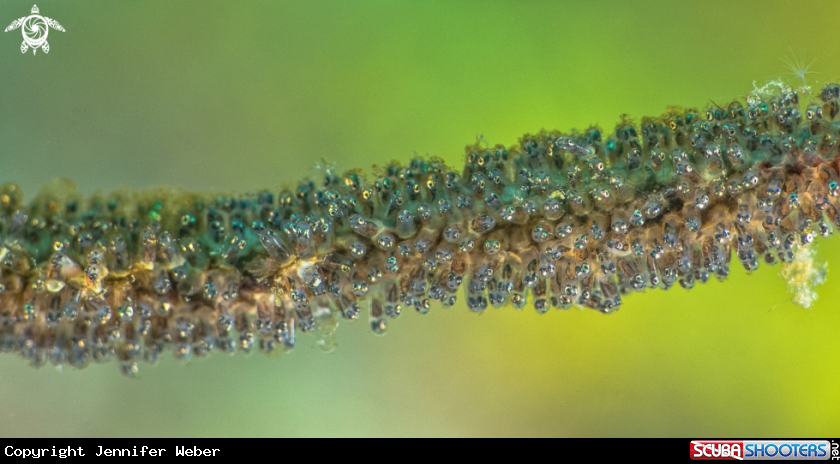 A Whip Coral Eggs