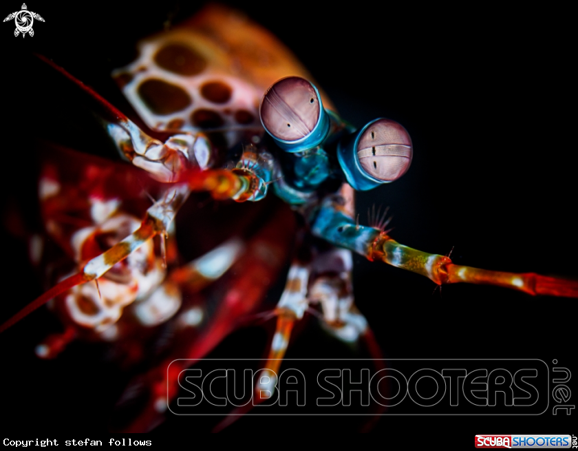 A Peacock Mantis Shrimp
