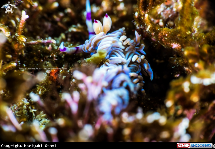 A Blue Dragon