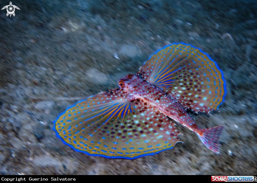 A Dactylopterus volitans