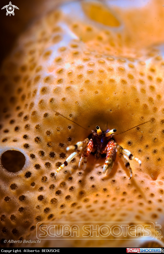 A Calcinus