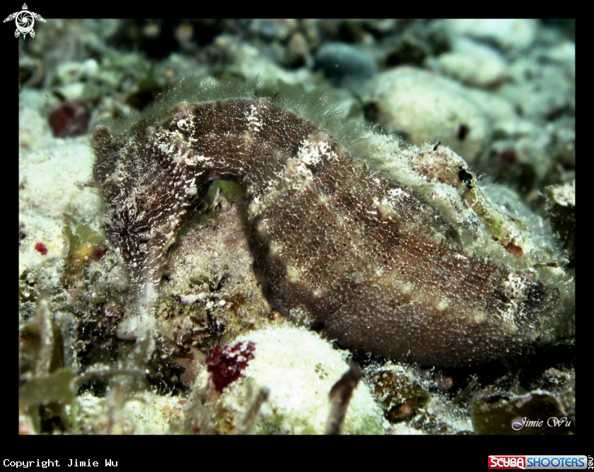 A Thorny Seahorse
