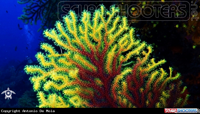 A Gorgonia