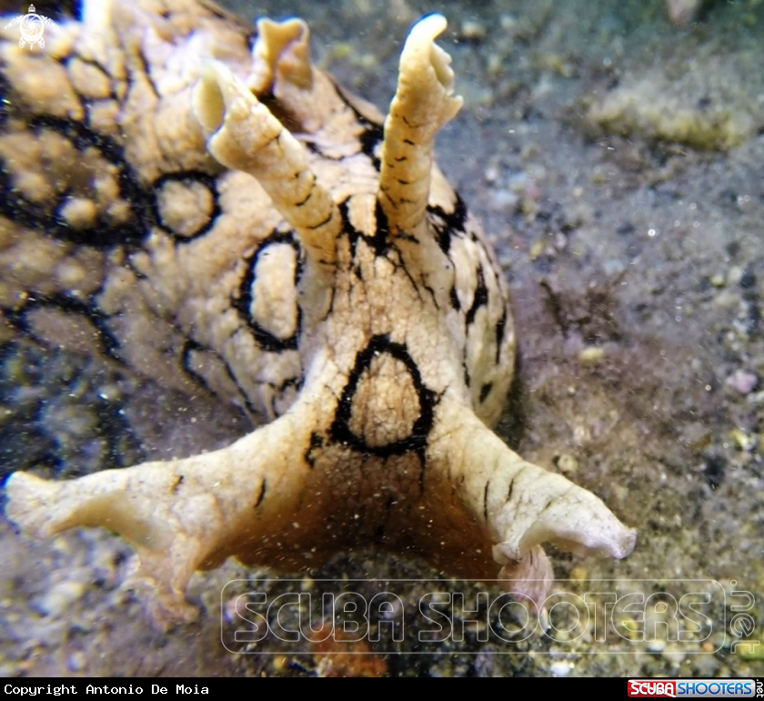 A Aplysia Dactyomela