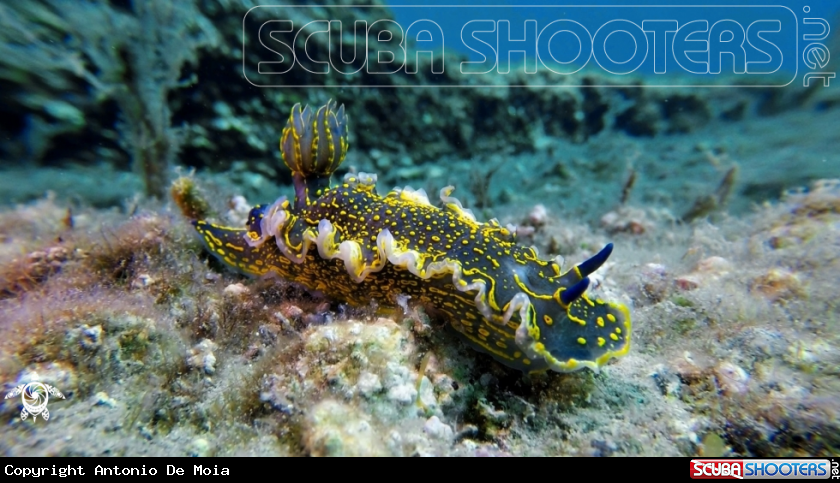 A Nudibranco