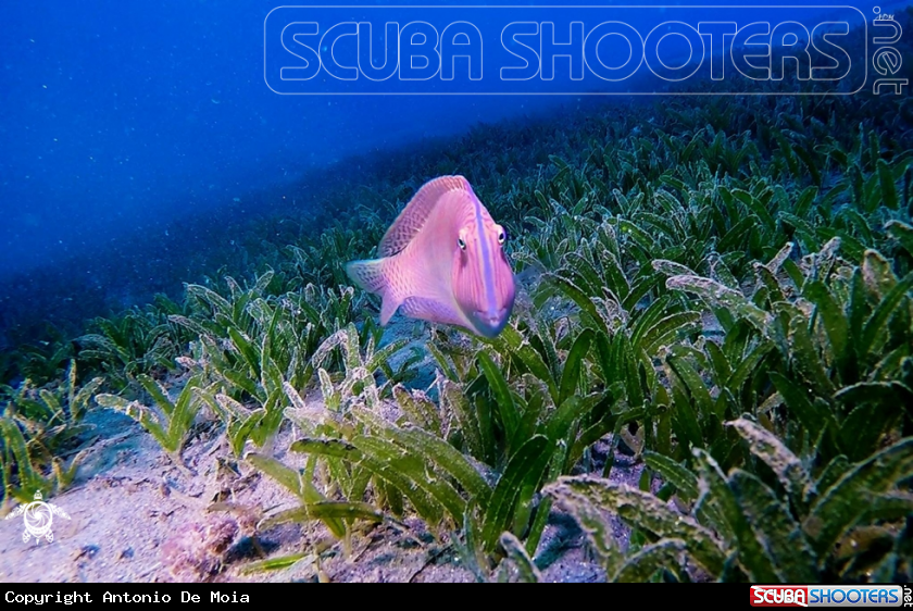 A Pesce pettine